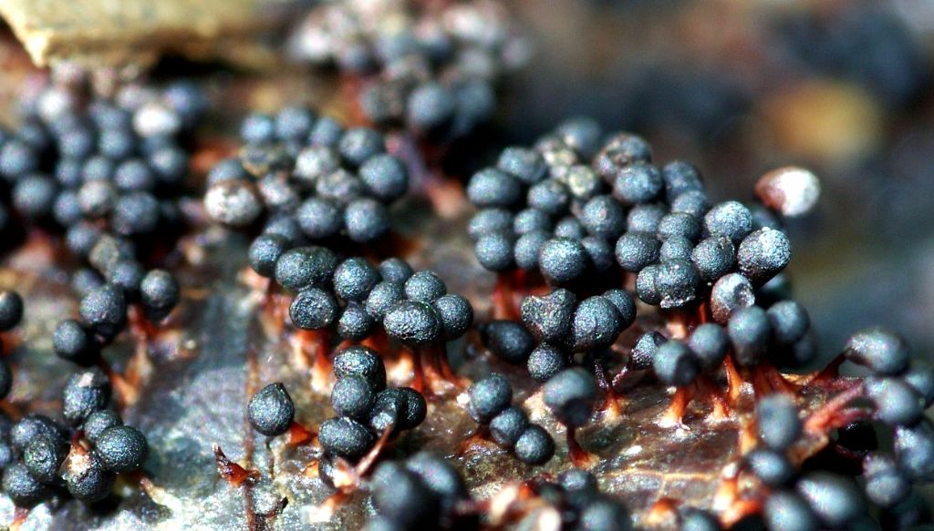 Craterium cf obovatum